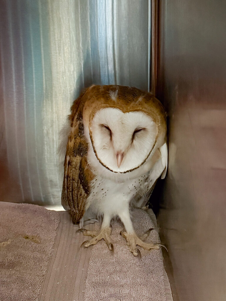 An owl in an enclosure